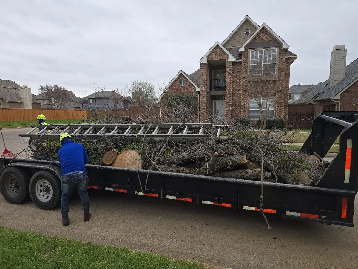 Expert Tree Pest Control with proper safety equipment in Grandy